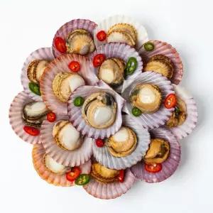 통영직송 홍가리비 2kg(40미내외)