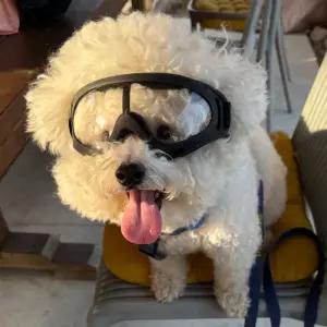 강아지 액세서리 애견보안경 투명고글