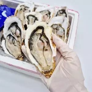 통영 세척 하프셀 각굴 석화 1kg