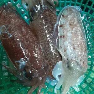 제철 생물 대왕 갑오징어 국내산 1kg