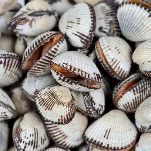 당일조업 벌교 새꼬막 중 1kg(95-110미 내외)