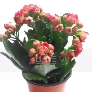 칼란디바 겹꽃 카랑코에 색상 랜덤 꽃 화분 다육이 공기정화 식물 키우기