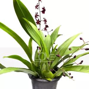 환타지아난(짙은자주색꽃) 온시디움 좁쌀난 초콜렛 향기 난 키우기 서양난 난초 꽃 화분