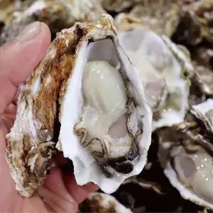 [인정식탁][춘백이어부장터] 정성으로 기른 오동통 입망 석화 10kg