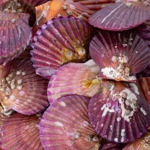 통영 제철 세척 비단 통통 홍가리비 6kg(115미 내외)