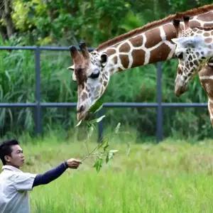 [세부] 사파리 데이 & 체크아웃 투어 (동물원, 아얄라, 야시장, 프라이빗)
