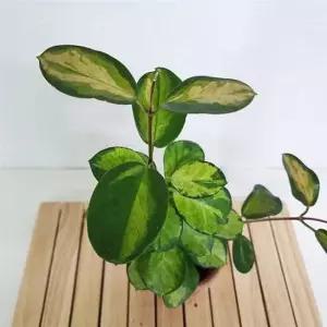 리사호야 키우기 쉬운 꽃도매시장 희귀식물 공기청정 집에서키우는식물