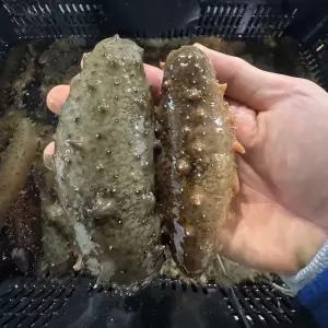 횟감용 참해삼 500g(2~6미)