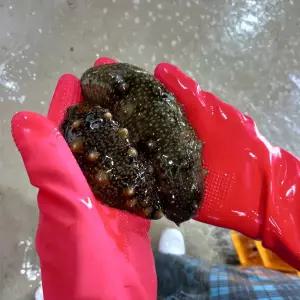 횟감용 참해삼 500g(5~8미)