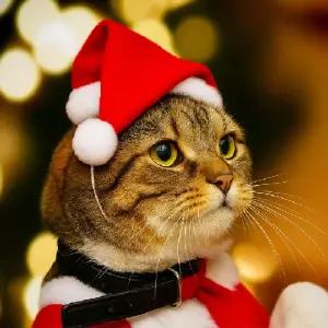 크리스마스 반려동물 강아지 고양이 커플 산타모자_23962698