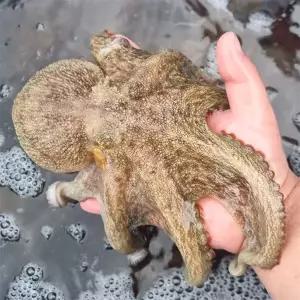 국내산 활 돌문어 1.5kg