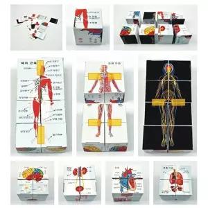 인체 모형 종이 퍼즐 만들기 실험 과학 놀이 수업 1개