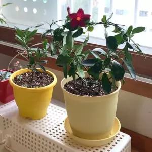 하트모양 넝쿨 원형 화분 식물지지대