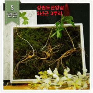 강원산삼초 산양삼 산양산삼 산삼 장뇌산삼 장뇌삼주 산삼장뇌삼 거래처 VIP 고급 어른 부모님 5년근 3뿌리