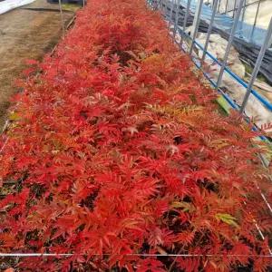 마가목나무 P9포트 묘목 노지월동 관상열매 약용 특용수 정원 조경용 나무 (목하원예조경)