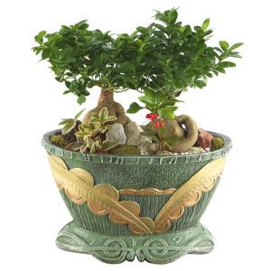 인삼팬더(OW-9010)[꽃배달서비스/축하화분/개업화분]