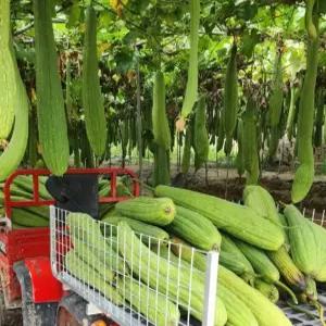 제로웨이스트 국내산 천연 수세미 열매 직접 재배 최상급 만채농장 건수세미