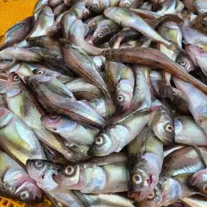 동해안 제철 알배기 도루묵 500g