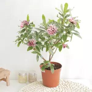 갑조네 천리향(중품) 공기정화식물 꽃 화분 인테리어