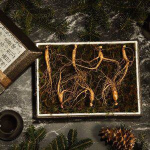 [다농이네][SSG상품권 증정 이벤트][1/26일부터 순차출고]강원도 장뇌삼 산양삼 선물세트 7뿌리 (10-12...