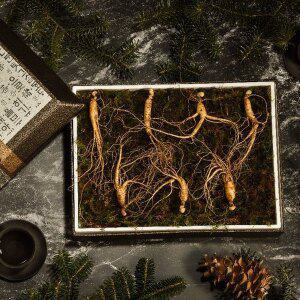 [다농이네][SSG상품권 증정 이벤트][바로배송]강원도 장뇌삼 산양삼 선물세트 7뿌리 (10-12년근)