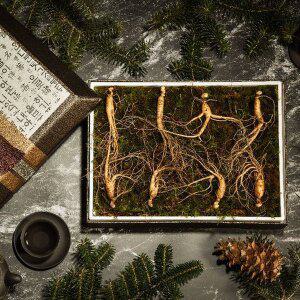 [다농이네][SSG상품권 증정 이벤트][바로배송]강원도 장뇌삼 산양삼 선물세트 8뿌리 (10-12년근)