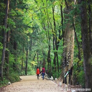 [KTX-당일]강원도① 오대산월정사+정동심곡 바다부채길+안목커피거리