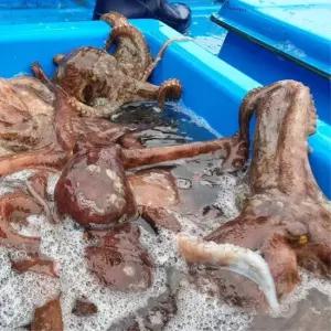 당일조업 활 돌문어 1kg 남해안 문어 1-4미