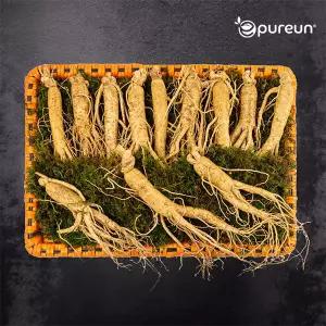 [이푸른] 풍기인삼 6년근 수삼 6호 800g(10-13뿌리)