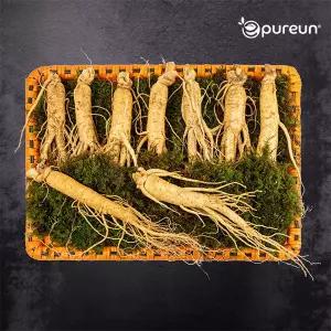 [이푸른] 풍기인삼 6년근 수삼 8호 800g(8-9뿌리)