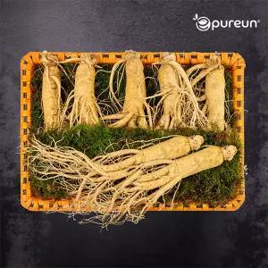 [이푸른] 풍기인삼 6년근 수삼 9호 800g(6-7뿌리)