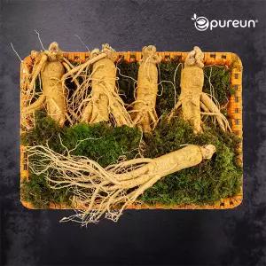 [이푸른] 풍기인삼 6년근 수삼 10호 800g(4-5뿌리)