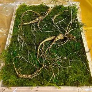 20년근 횡성 산양삼 선물세트 5뿌리+ 파지삼 3뿌리 + 즙1포+보자기 강원도 산양산삼