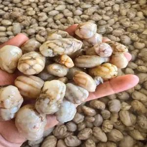 국내산 제철 생물 오만둥이 3kg-5kg 오만디 만득이 1박스