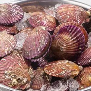 통영 홍가리비 4kg 당일조업 제철 큰 가리비 조개 찜용 (kg당 17미)