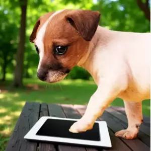 강아지 발도장 액자 반려동물 셀프 반려견 스탬프 발자국 DIY 키트