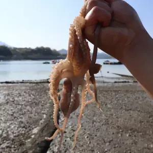 국내산 활 낙지 1kg(7미~10미)