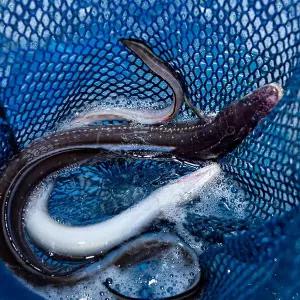 통영 손질 바다장어 1kg (손질후 800g내외) 3미 내외