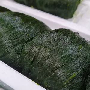 국내산 완도 냉동 매생이 1kg