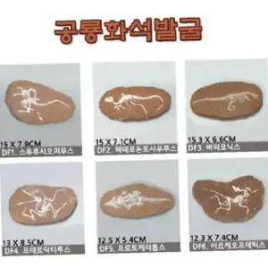ksr (SM)공룡화석발굴
