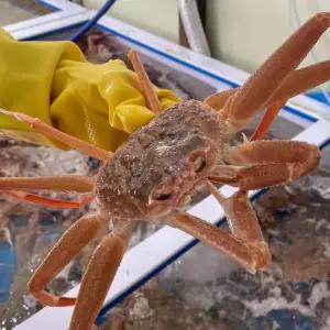 포항 구룡포 활 대게 1.7- 2kg 5미 국산 대게 킹크랩 대게 주문 포항대게 포항 구룡포