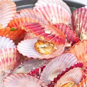 국내산 통영 당일조업 신선한 홍가리비 3kg [60-75미 내외]