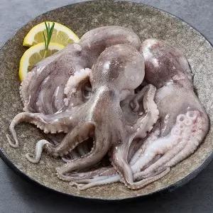 [지투지샵]국내산 활 쭈꾸미 1kg 암수혼합