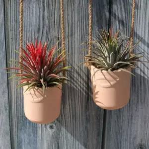 [알티피아]틸란드시아 이오난사 토분걸이세트1+1 집먼지