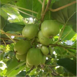 다래나무(슈퍼왕다래)4치포트_2개묶음/유실수/묘목/A0142