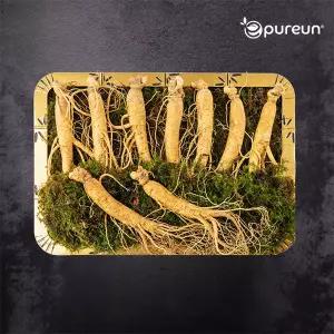 [이푸른] 풍기인삼 6년근 수삼 3호 500g(8-9뿌리)