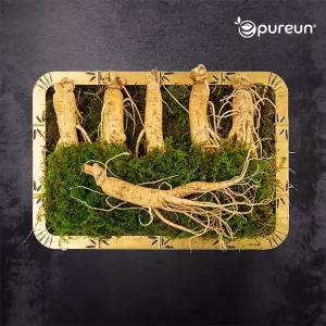 [이푸른] 풍기인삼 6년근 수삼 4호 500g(6-7뿌리)