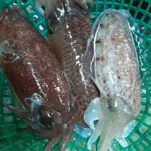 제철 생물 대왕 갑오징어 국내산 1kg