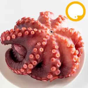 냉동 자숙 문어 1마리 실중량 약 700g 내외, 손질 세척 제수용