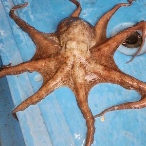 활 통영 돌문어 1kg / 1.5kg